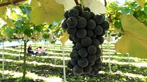 Private Full-Day Tour with Fruit Picking and Great Wall of China