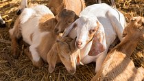 Czech Volcanic Mountains and Goat Farm Private Tour from Prague
