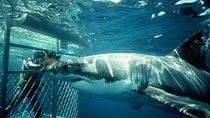 Shark Diving Full Day Guided Return Transfer to Gansbaai from Cape Town
