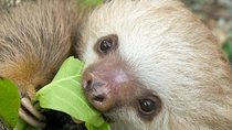 Sloths Lovers Tour. Puerto Limon Shore Excursion