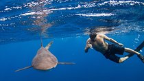  Snorkeling or Swimming with Sharks in Cabo San Lucas