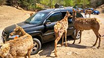Beijing Badaling Wildlife Park & Juyongguan Great Wall Private Tour