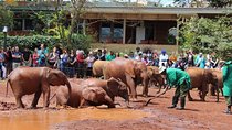 Giraffe Centre and David Sheldrick Half Day Tour