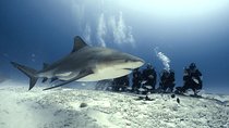 Bull Shark Dive in Playa del Carmen - 2-tanks / Only For Certified Divers