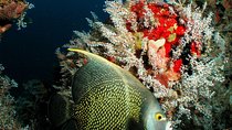 St Lucia Certified Scuba Diving Tour