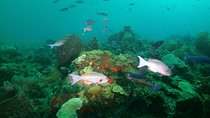St Lucia Beginner Scuba Diving Tour