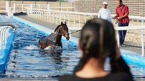 Racehorse Stable tour with Breakfast