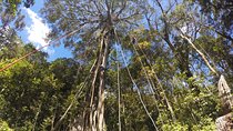 Tree Top Climbing Monteverde