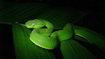 Night Walk Tour