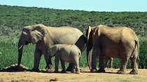 3 Day Wildlife Safari Tour - Garden Route Small Group Tour from Cape Town