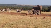 5 Day Cape to Addo Safari - Garden Route Small Group Tour