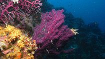 Marsa Alam: Snorkeling at Abu Dabab Beach