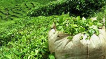 Guided Tea and Sugar Tour of Mauritius with Lunch