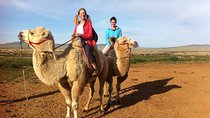 1 Day Semi-Gobi Tour Including Lunch And Free Camel or Horseback Ride