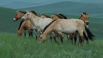 Day Tour of Hustai National Park