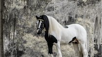 Gypsy Gold Horse Farm Tour 