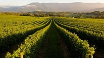 Half-Day Swan Valley Walk & Fruit Orchard