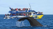 Whale watching in Mirissa from Colombo