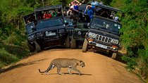 Private 02 Day Leopard Safari in Yala from Bentota