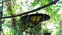 KL Butterfly Park Admission with Kuala Lumpur Famous Landmarks