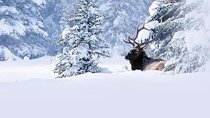 Winter Wildlife Discovery Tour