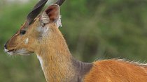 Full-Day Lake Mburo Tour from Kampala