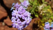 Private 3-Hour Sedona Metaphysical Photography Tour