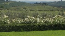 Discover Chianti Through its Wines
