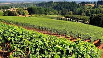 Wine and cheese tasting on Prahova Valley Romania