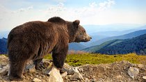 Bear Sanctuary and Bran Castle with a Professional Licensed Guide—Day Trip