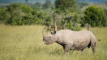 Day Tour to Ol Pejeta Conservancy