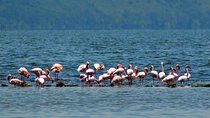 Day Tour To Lake Nakuru Park With Optional Boat Ride on Lake Naivasha 