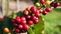 Jardin Private Day Trip: Colombian Coffee Tour from Medellin