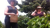 Day Tour to Medellin, country side and coffee region