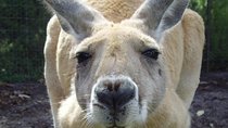 Discover Perth Full Day Tour