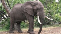 Game drives Zambezi National Park