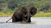 Chobe Full Day Safari Trip