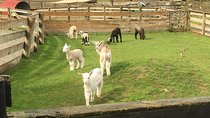 Sheep World Country Tour from Auckland