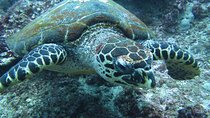 Snorkelling in Padang Bai