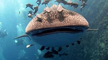 Koh Samui 2-Dive Trip to Sail Rock for certified divers