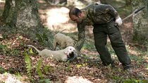 Private Tour: Truffle-Hunting Experience from Positano with Lunch