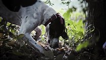 Private Tour: Truffle-Hunting Experience from Sorrento with Lunch