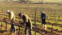 Óbidos and Atlantic Wines - Private Tour from Lisbon