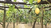Sorrento Farm by Tuk Tuk: Cheese, Limoncello & Hands-On Pizza