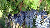 Private Vineyard Visit: Wine Tasting, Local Delicacies & Ceramics