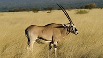 Awash National Park Tours