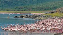 Day Trip to Lake Nakuru National Park from Nairobi