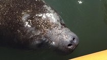 Manatee and Dolphin Kayaking Encounter
