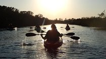 Manatees/Sunset/Bioluminescence Tour