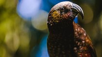 Sanctuary Mountain (Mt Maungatautari) & Hamilton Gardens Day trip from Auckland